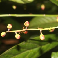 Barringtonia racemosa (L.) Spreng.